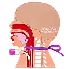 Passy Muir tracheostomy pam Pediatric Airway Model